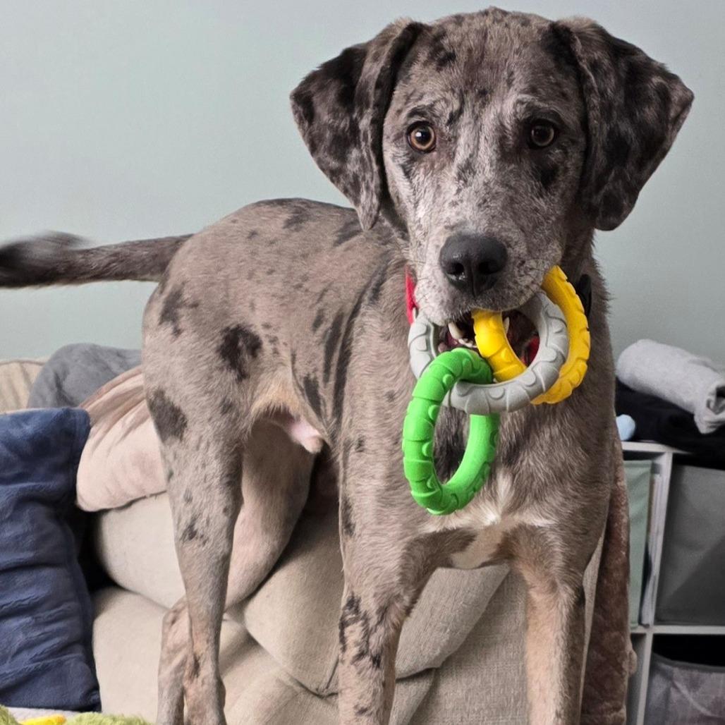 NY Coop (Foster in Crompond)