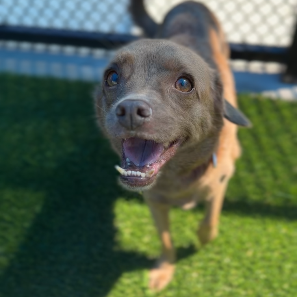Brownie A2260456