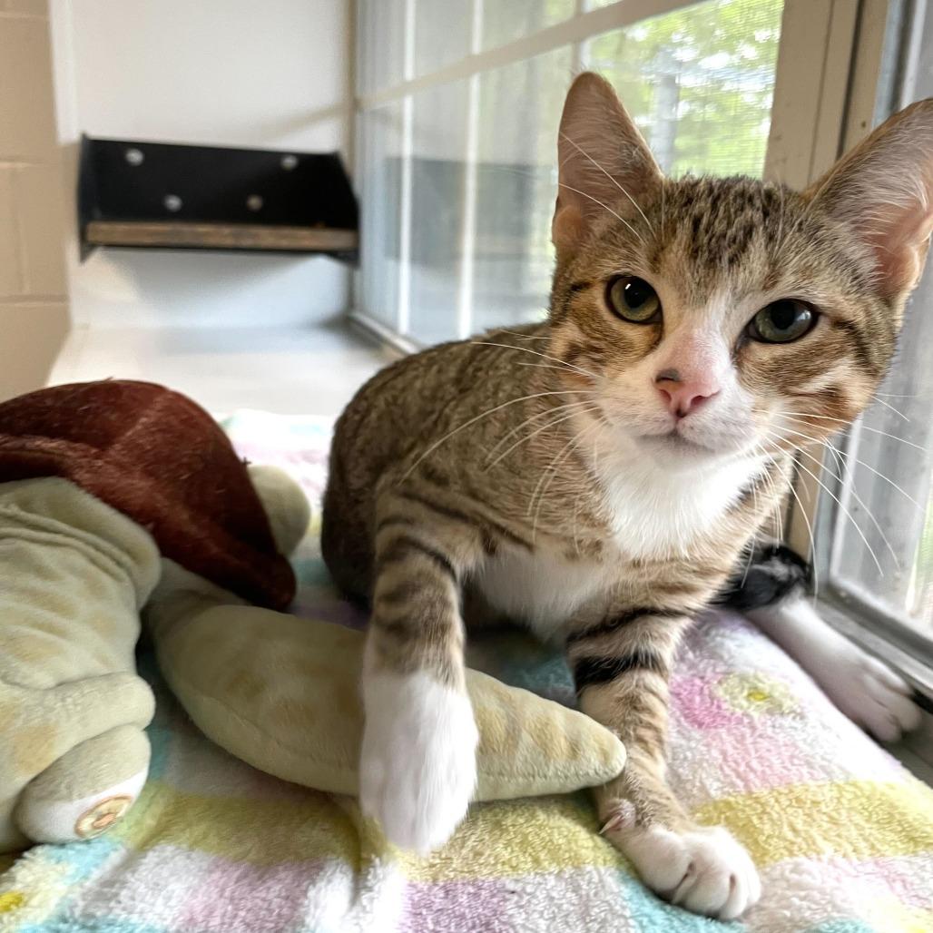 Honey Butter Chicken Biscuit 