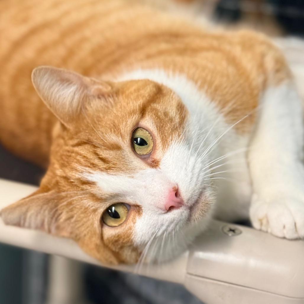 Arlo