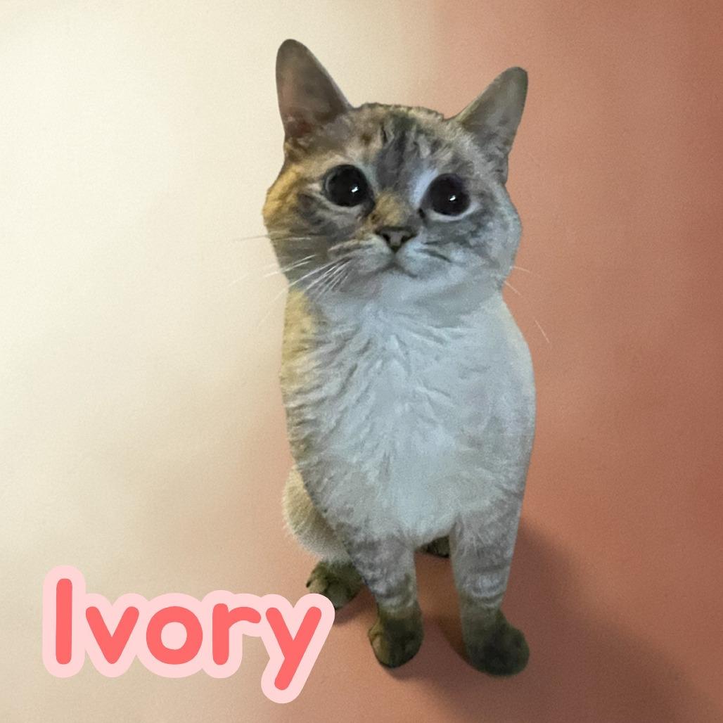 Ivory