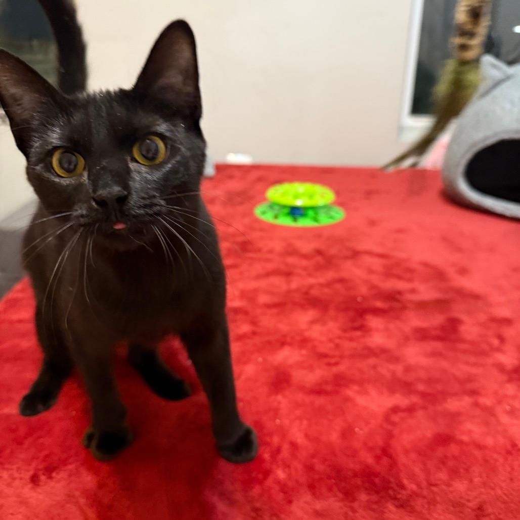 Morticia (Bonded with Elvira)