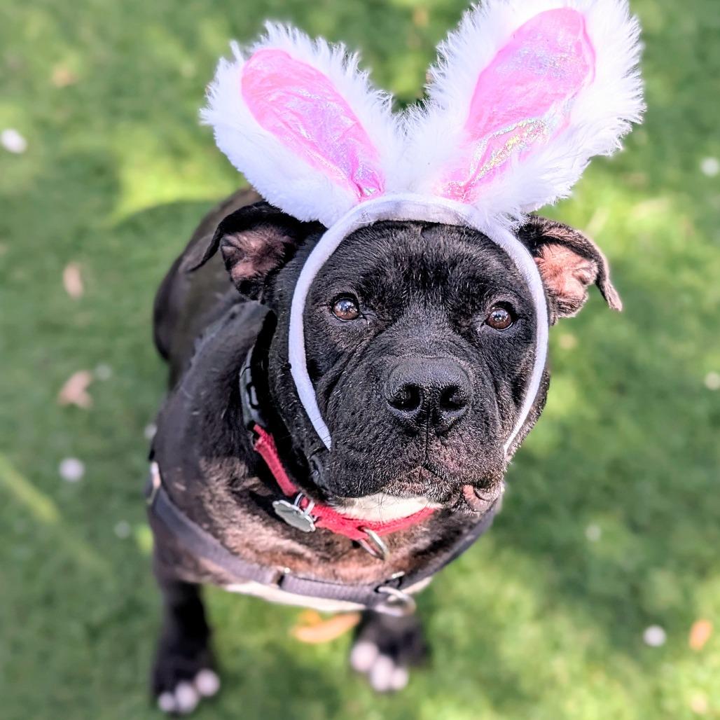 Wingstop Winston 24-7051