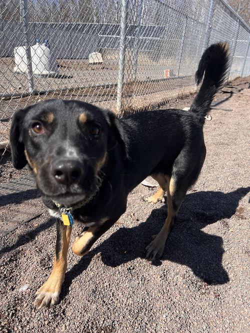 Adoptable Rottweiler Dogs | Chewy.com