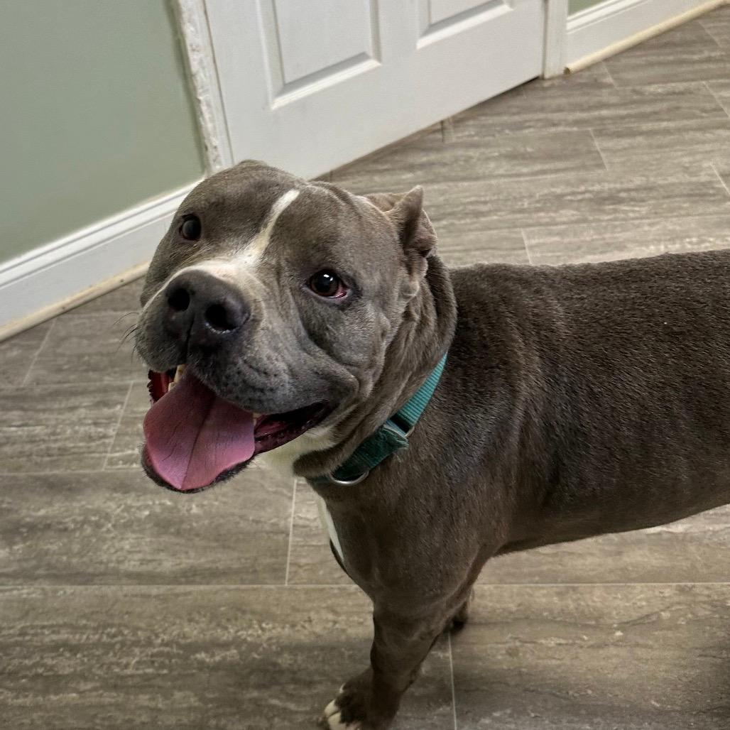 DJ (Adoption Fee SPONSORED!!!)