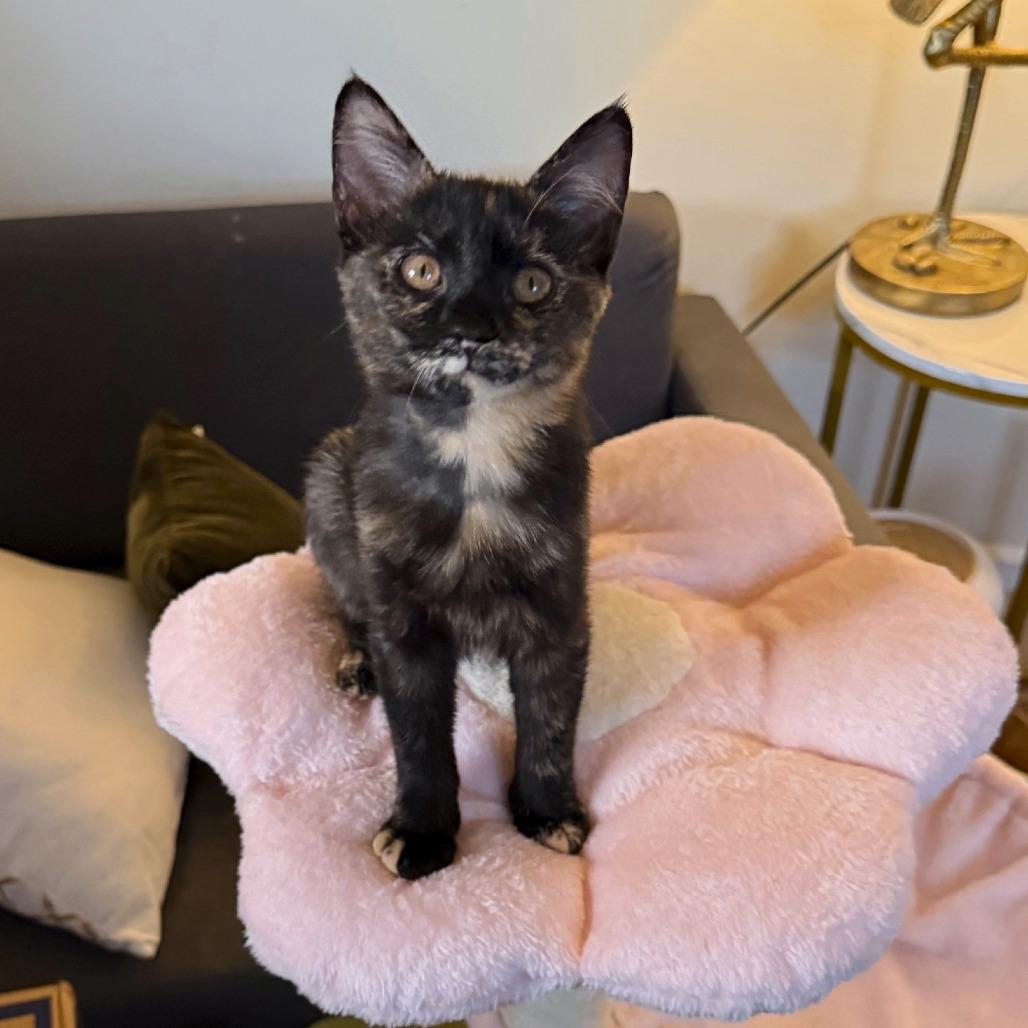 Cereal Siblings - Cheerio