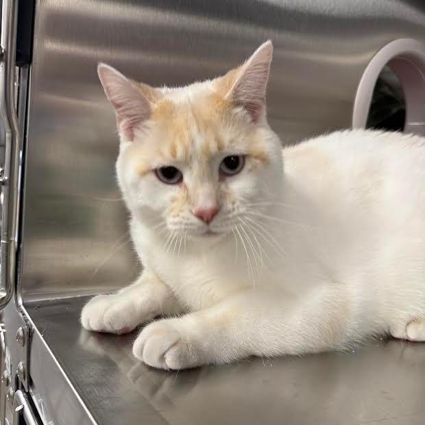 STRAY CAT "Winter Soldier"