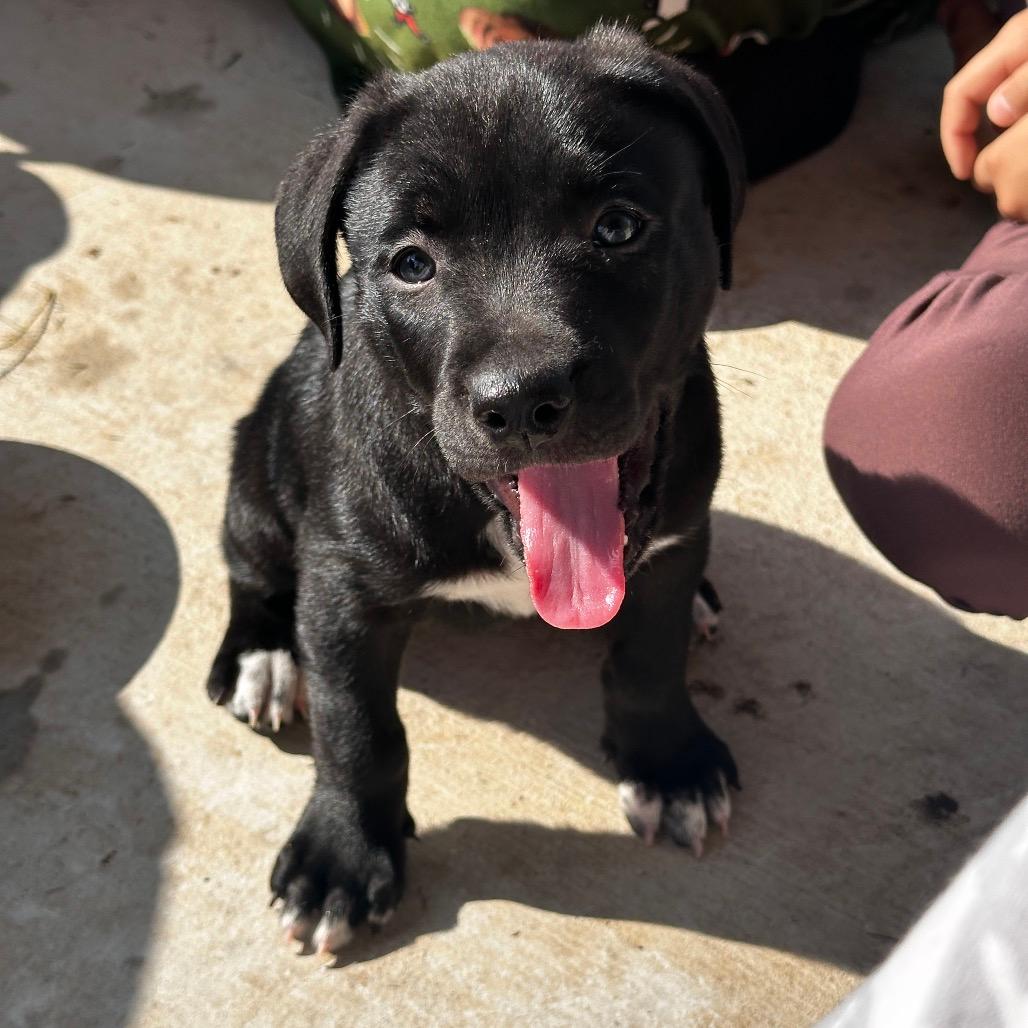 Onyx