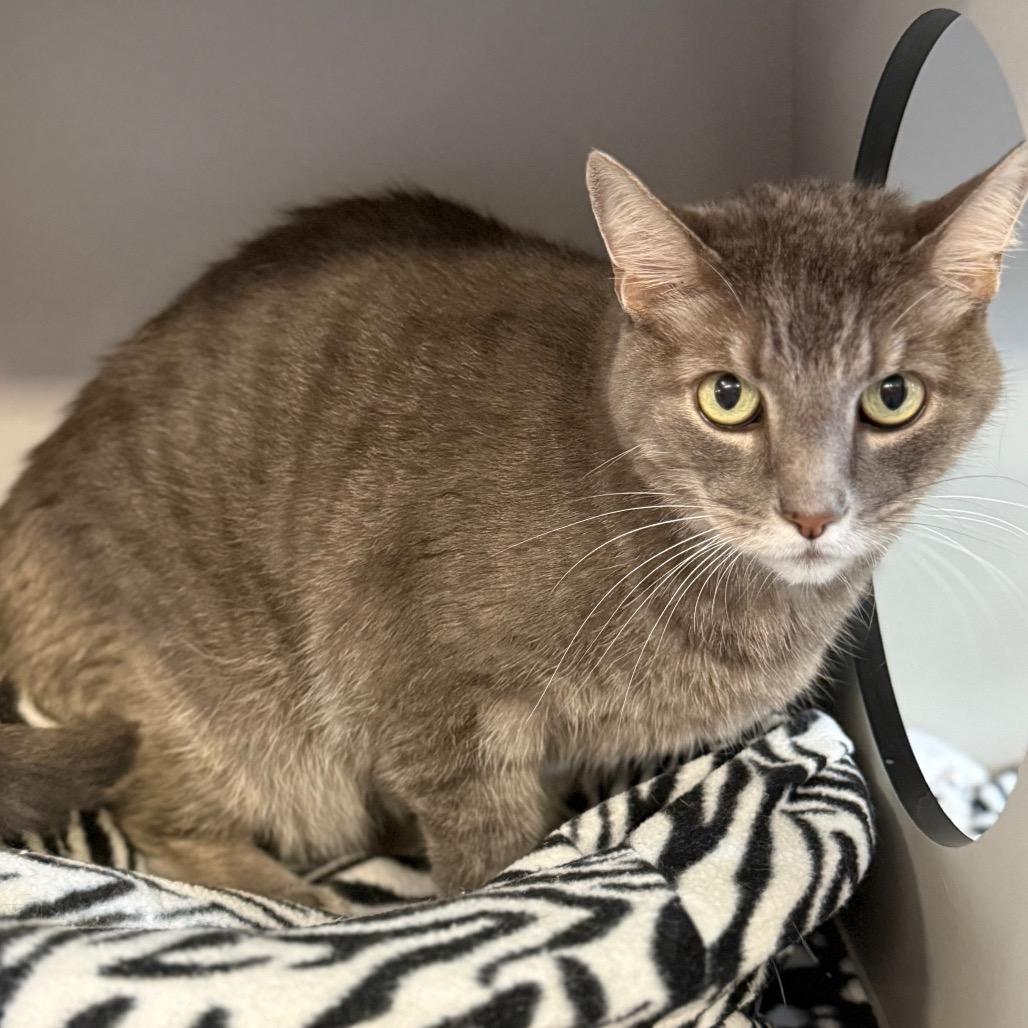 Buddy (aka Big Boy Buddy) 