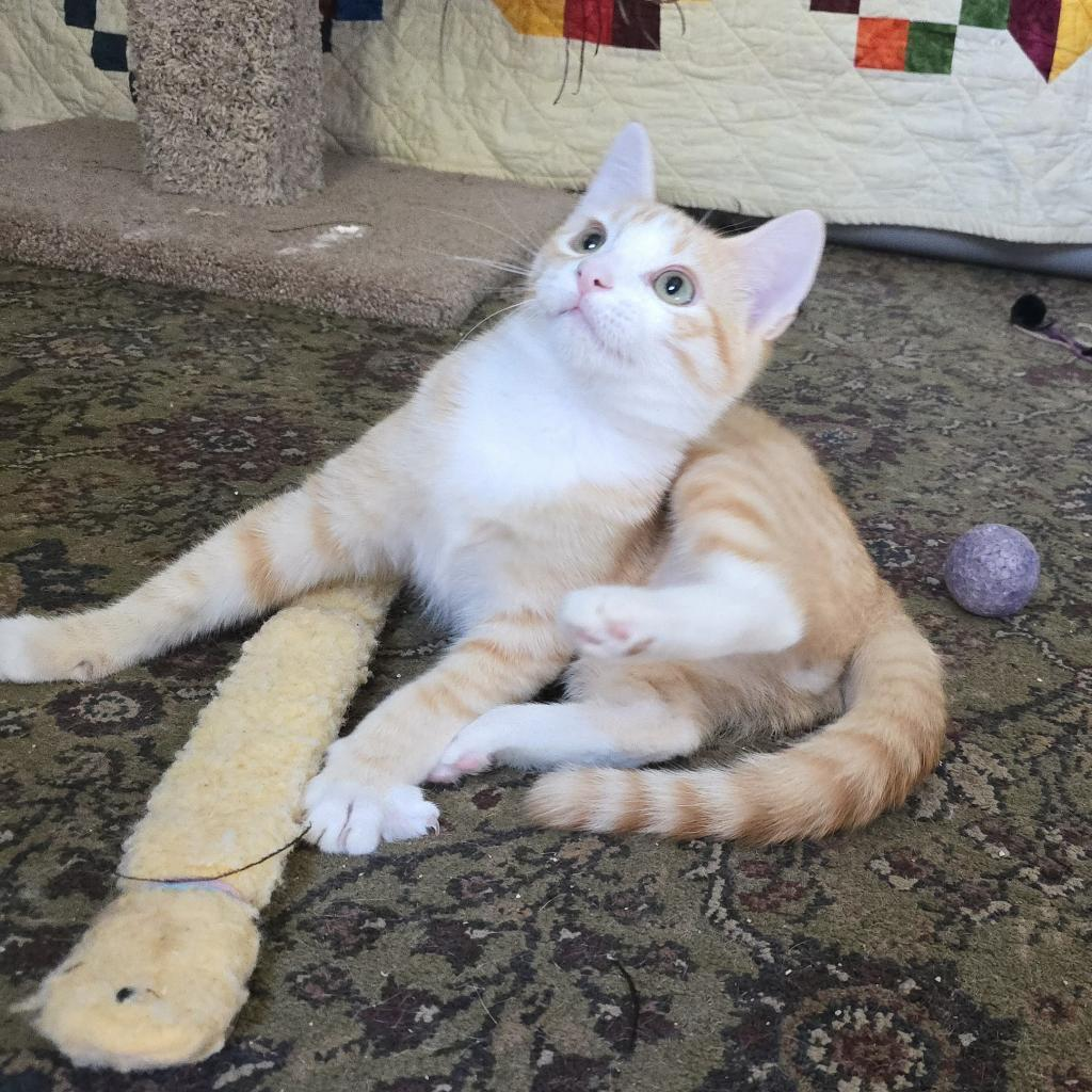 Laranja