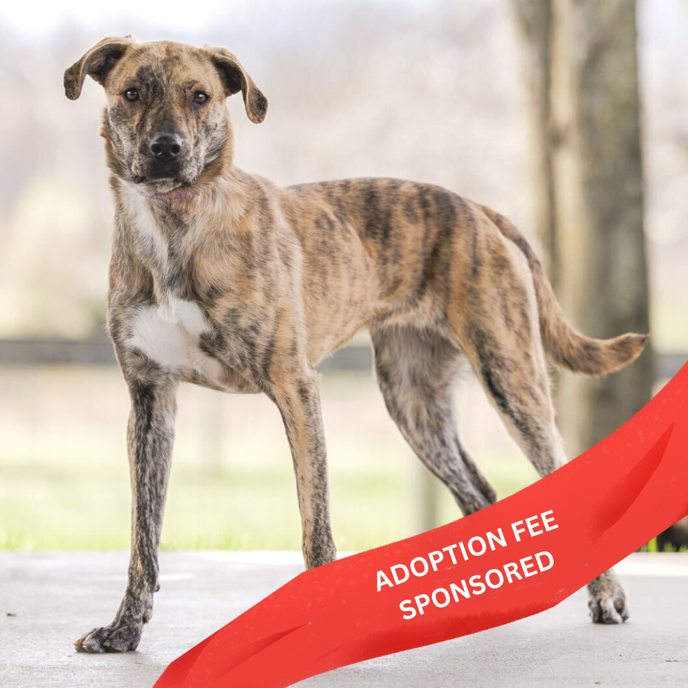 Cosmic Brownie - 003869