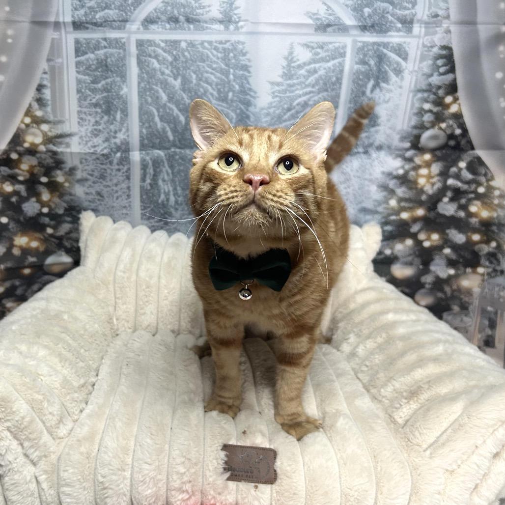 Finn (FIV+, FIP Survivor!)