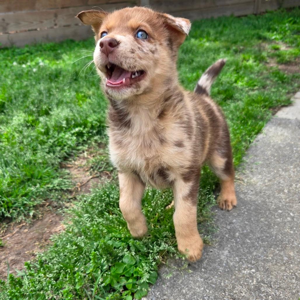 Coffee Coffee Buzzbuzzbuzz