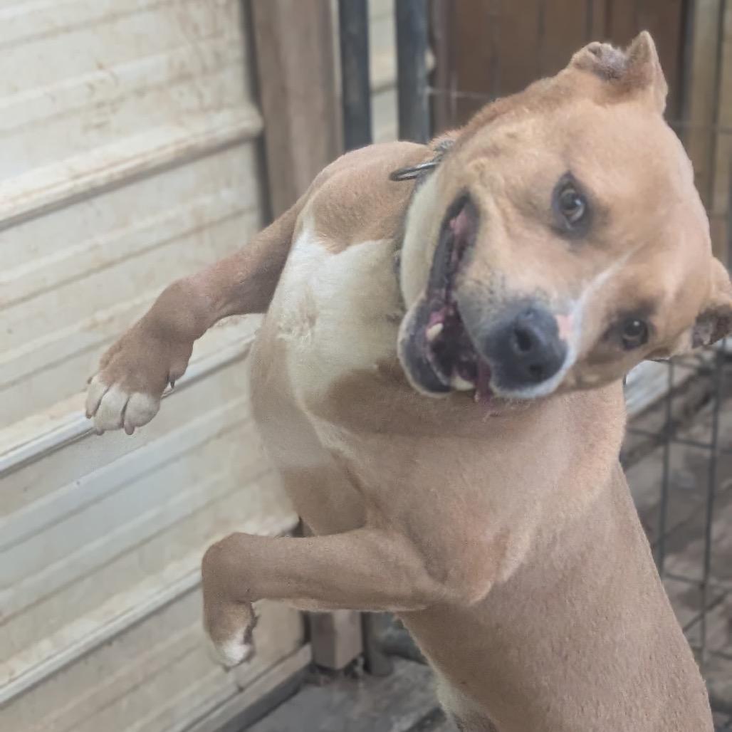 Seal (Adoption Fee-SPONSORED!)