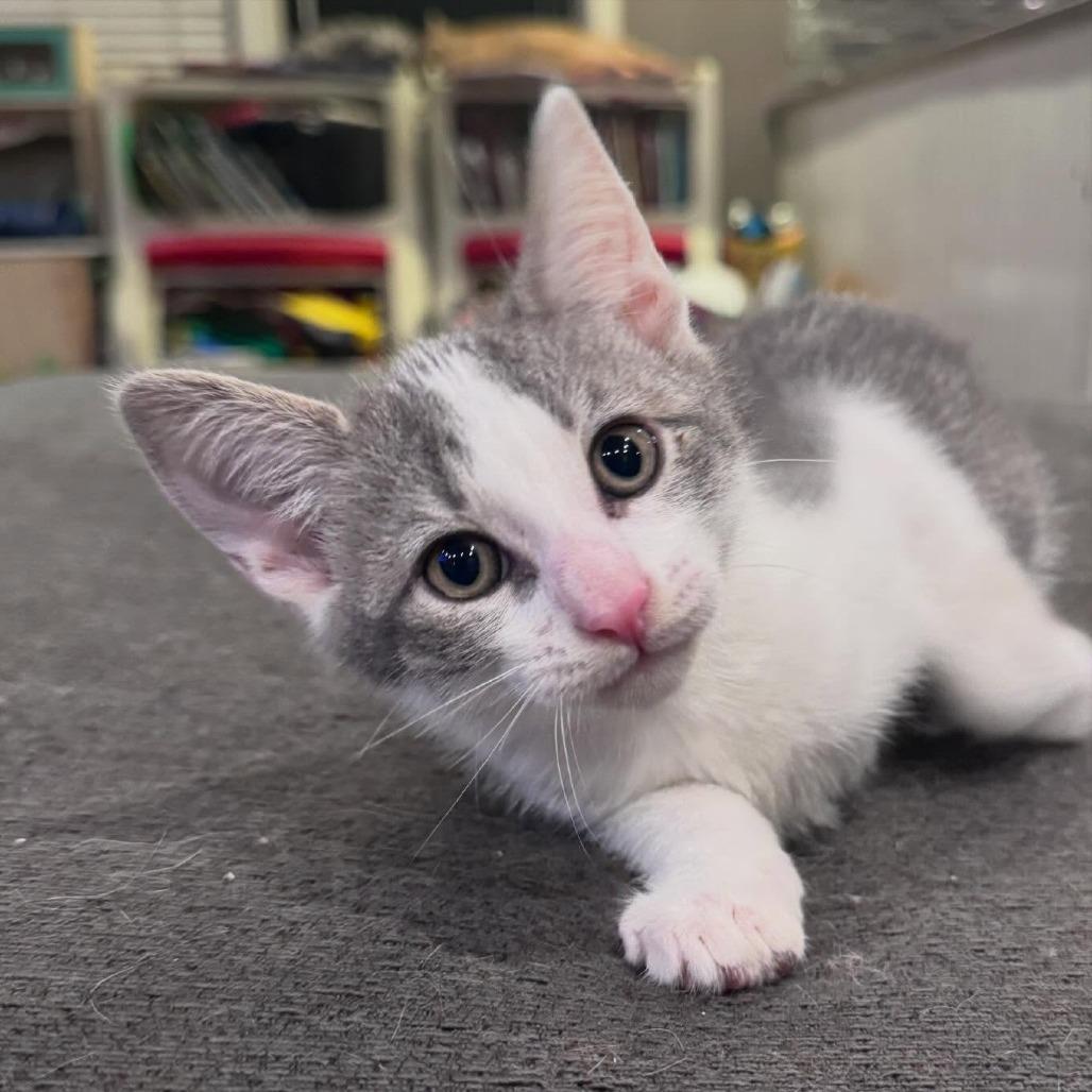 Aegon (Egg) Targaryen