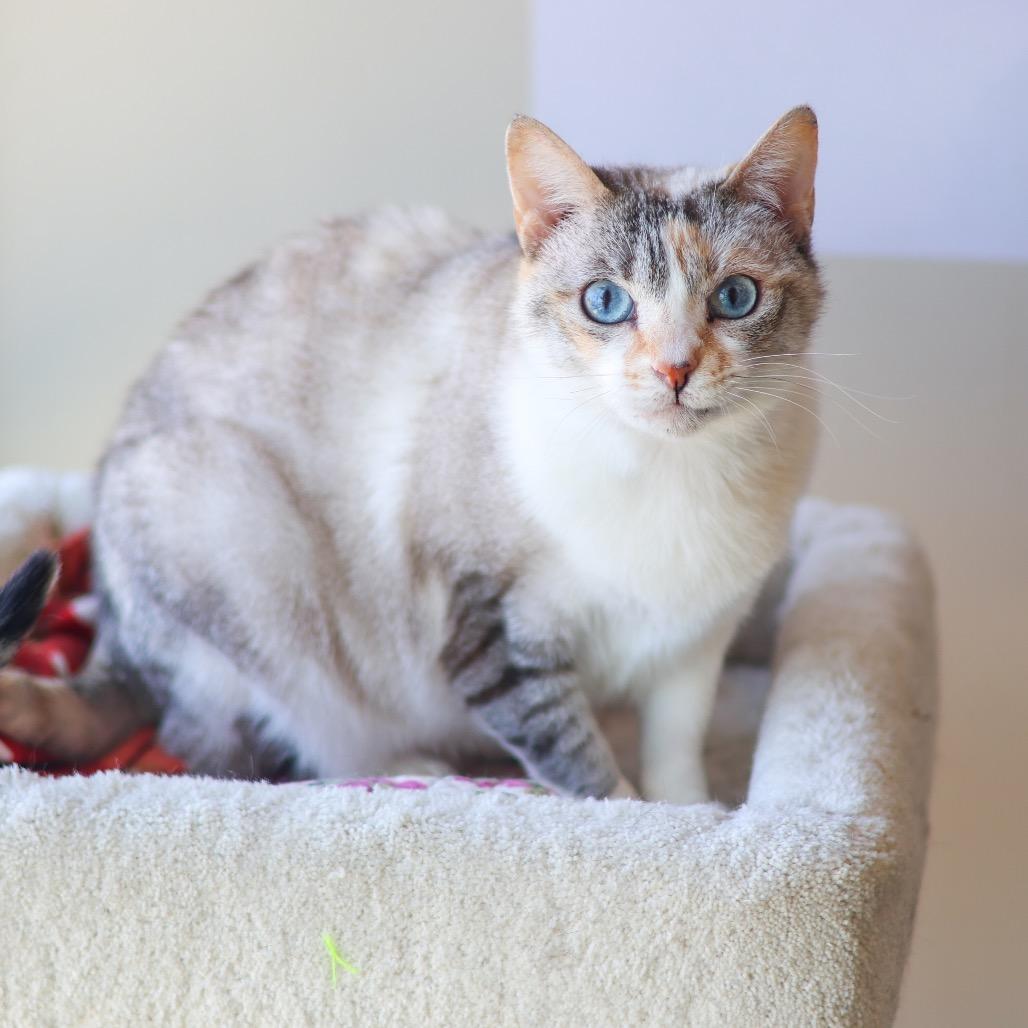 Scully (Bonded with Mulder)