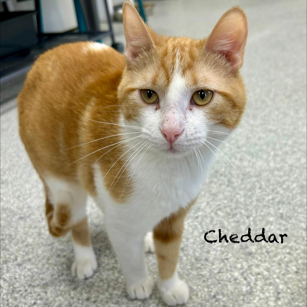 Cheddar