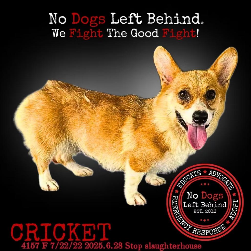 Cricket 4157