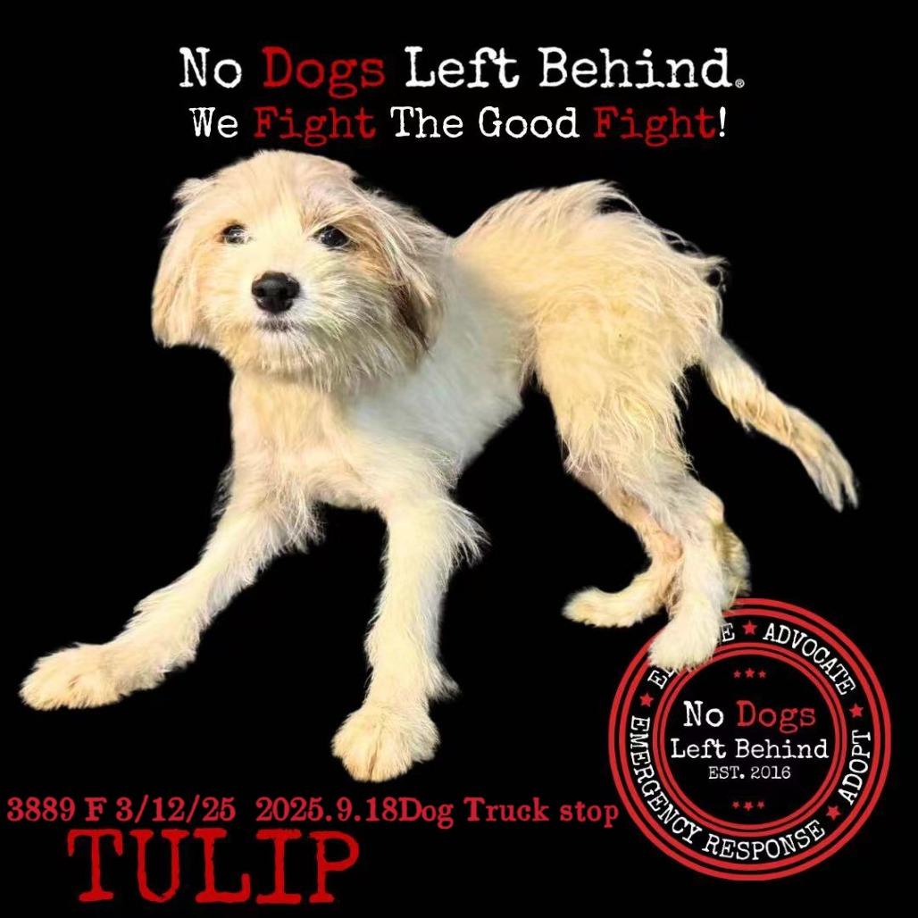 Tulip 3889