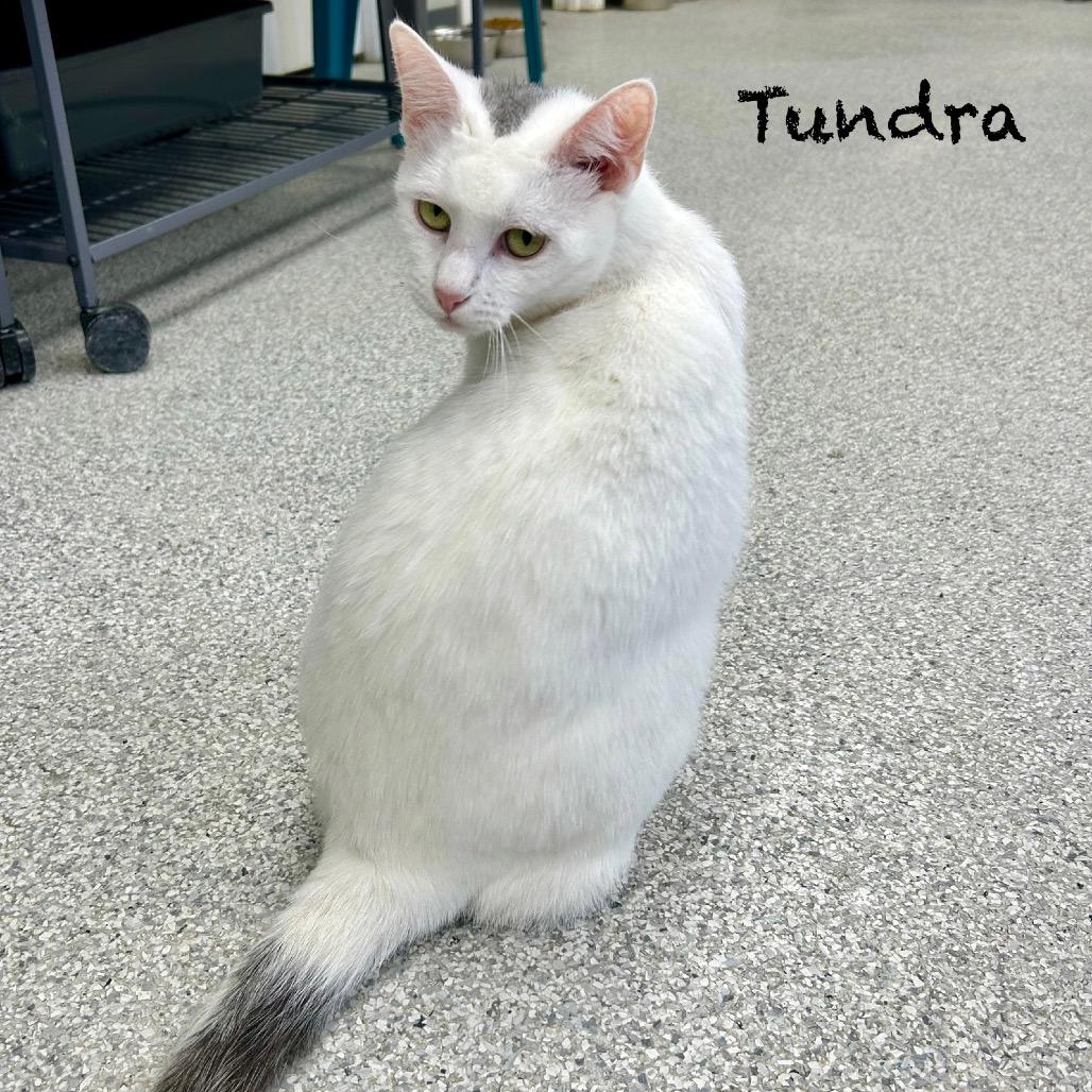 Tundra