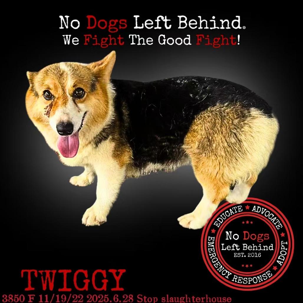 Twiggy 3850