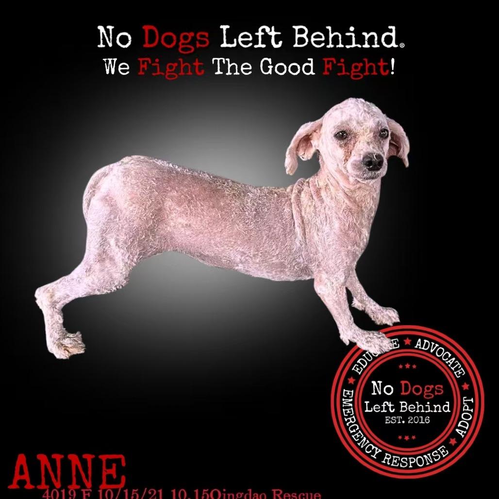 Anne 4019