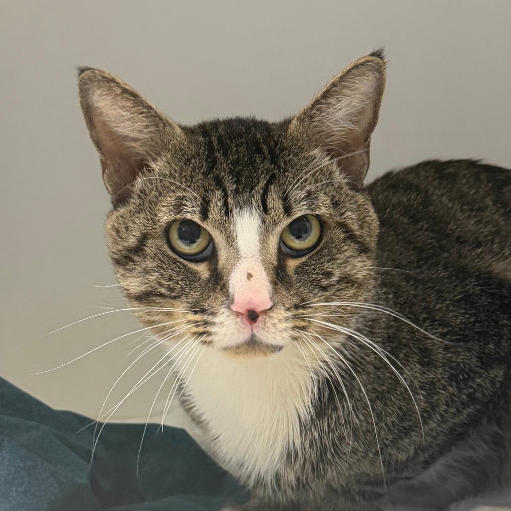 Twenty Piece McNugget