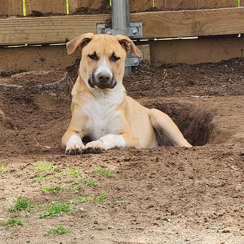 Loki