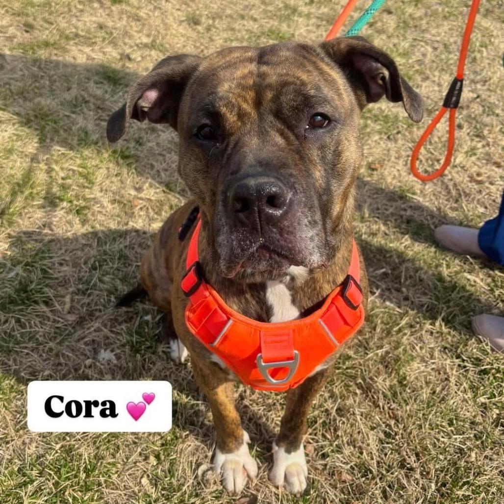 Cora