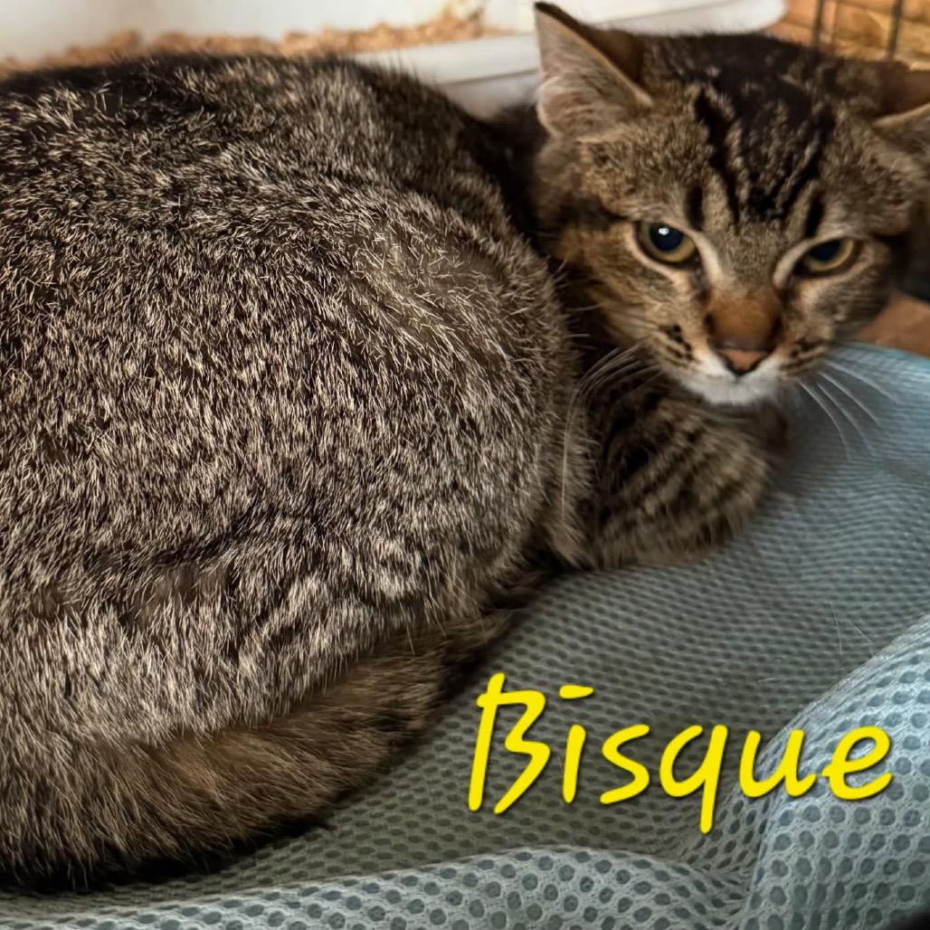 Bisque