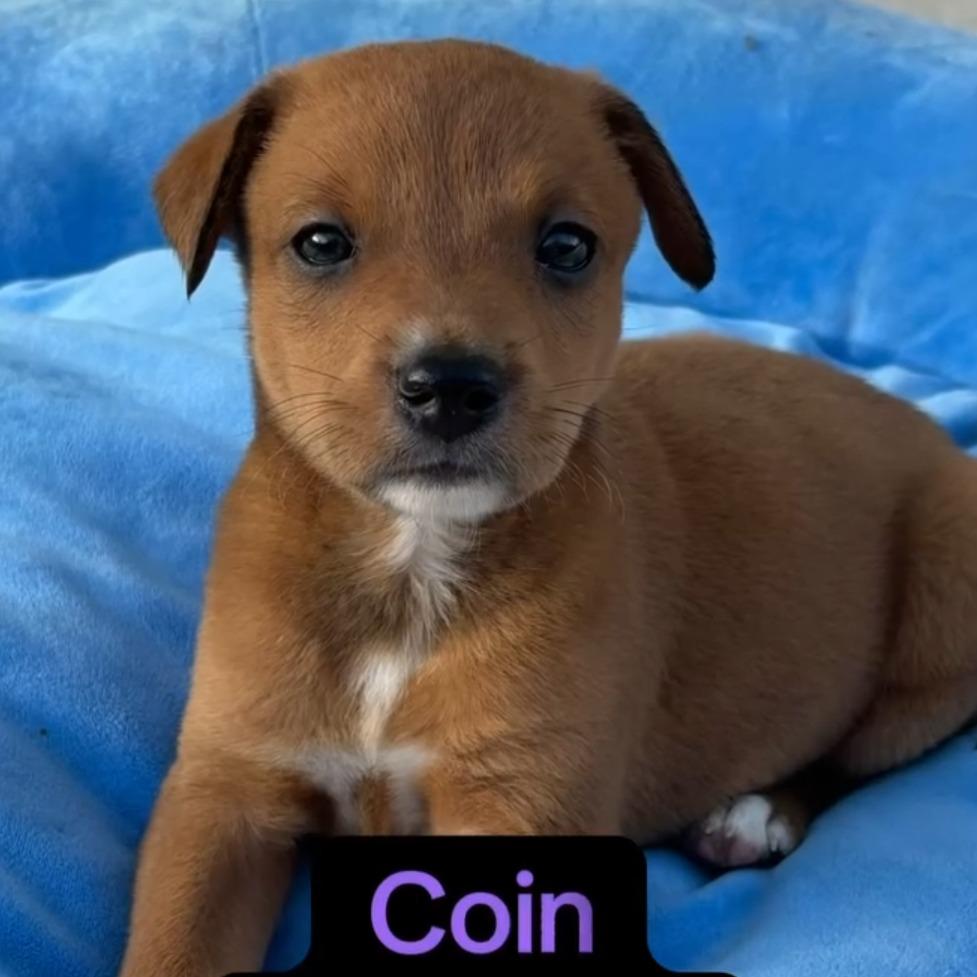 Coin