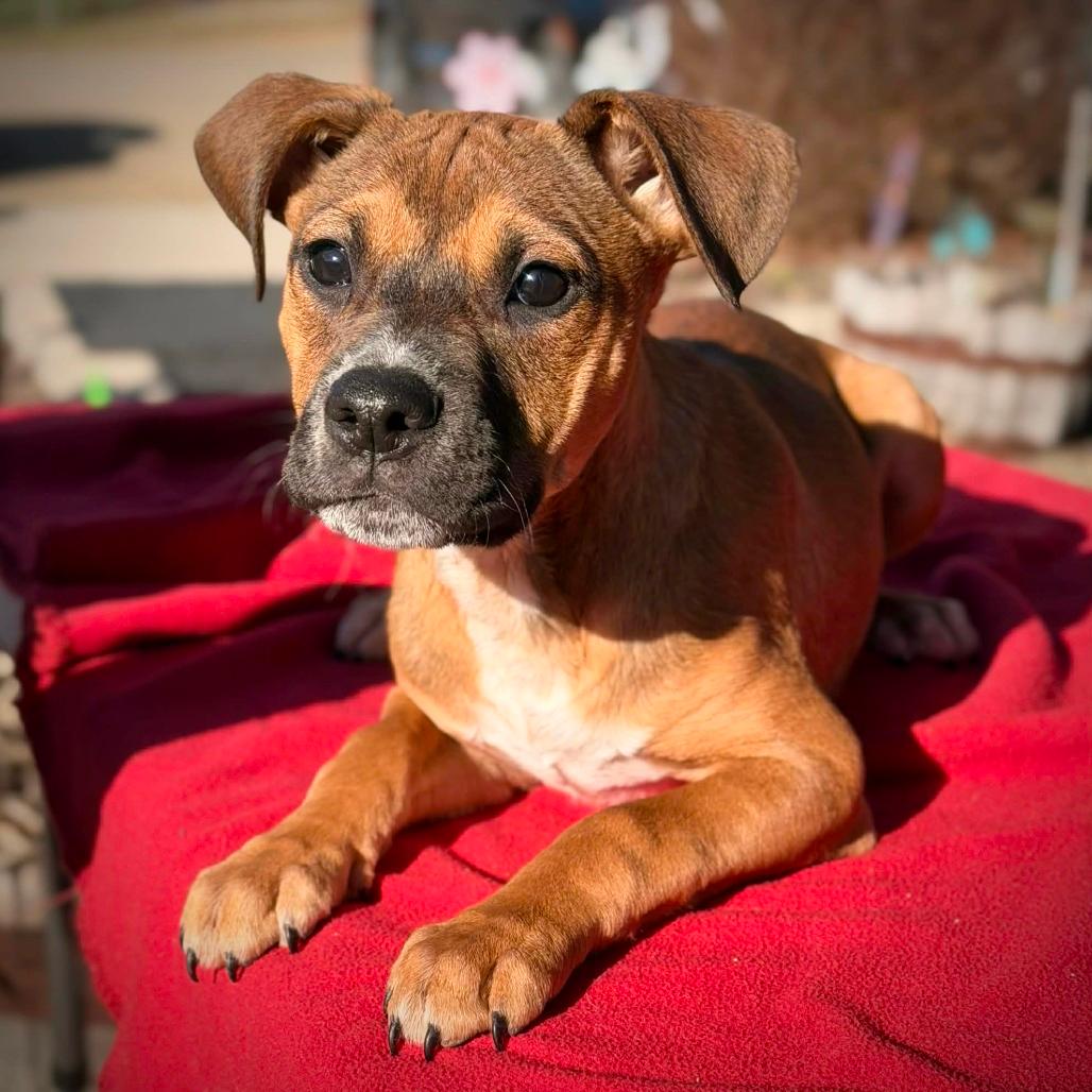 CT Primrose avail Apr 18