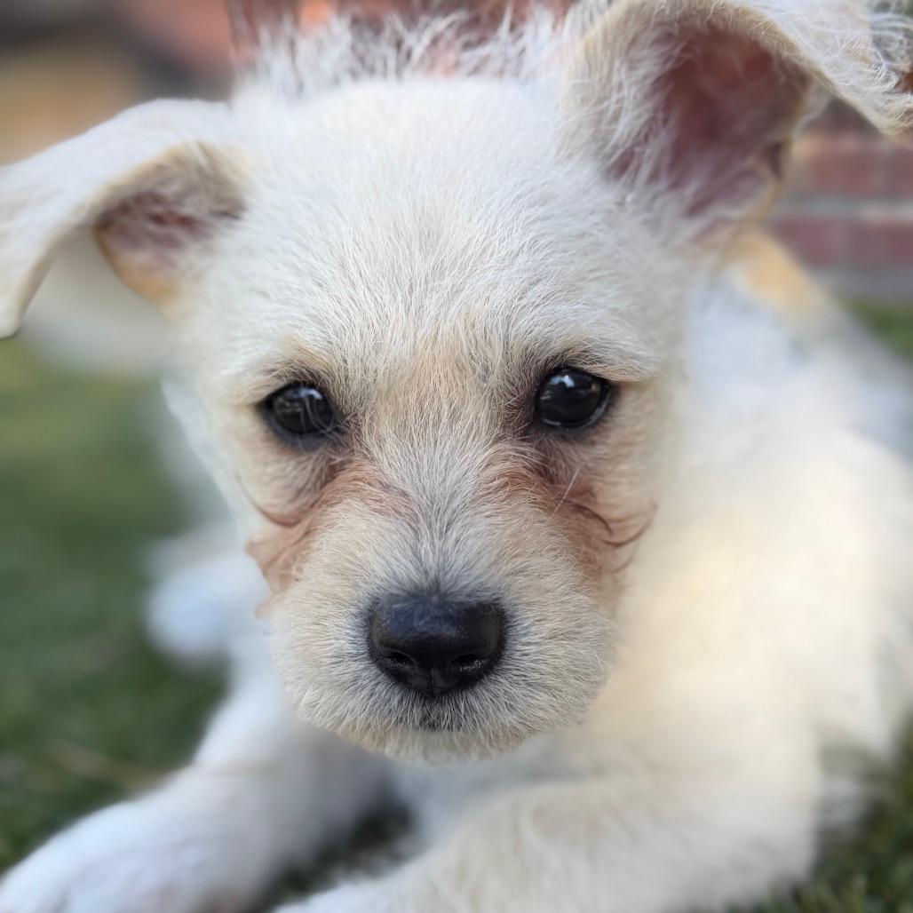 Pip