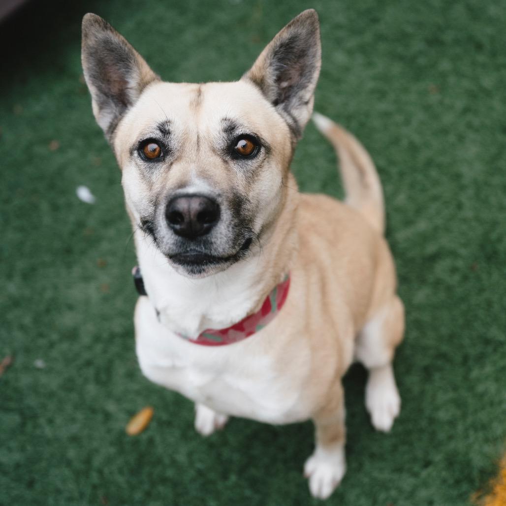 Gemma (Reduced Rover)