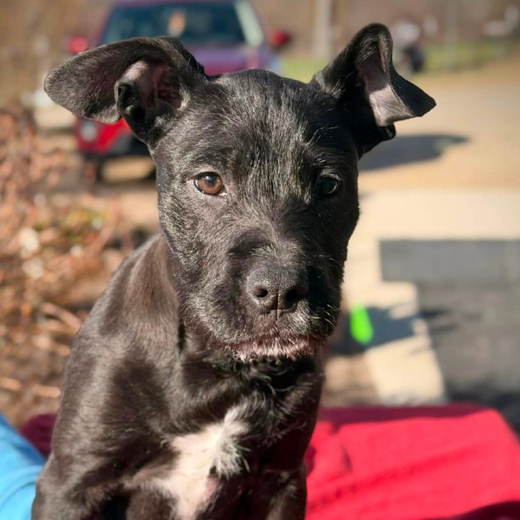 CT Mags avail Apr 18