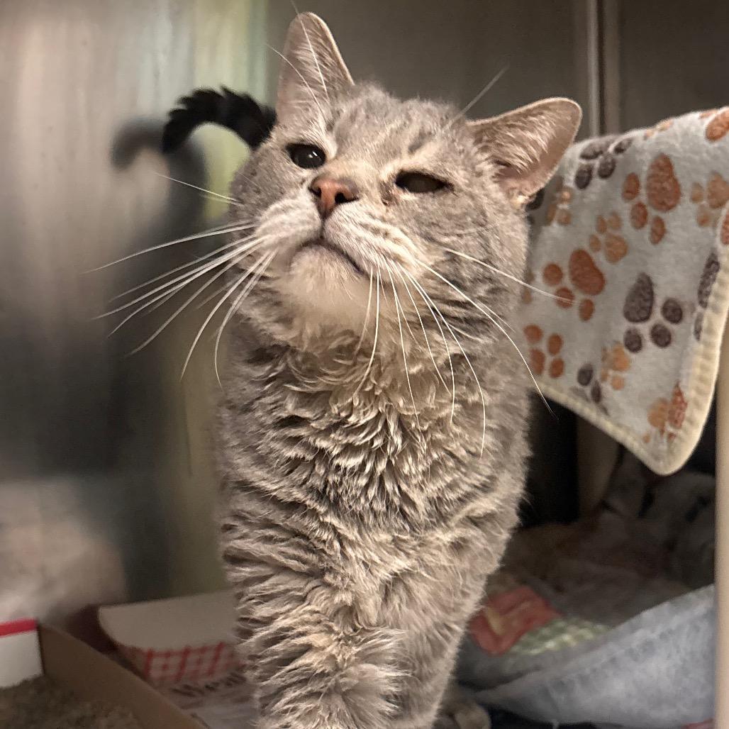 Uncle Leo (Sponsored adoption fee)