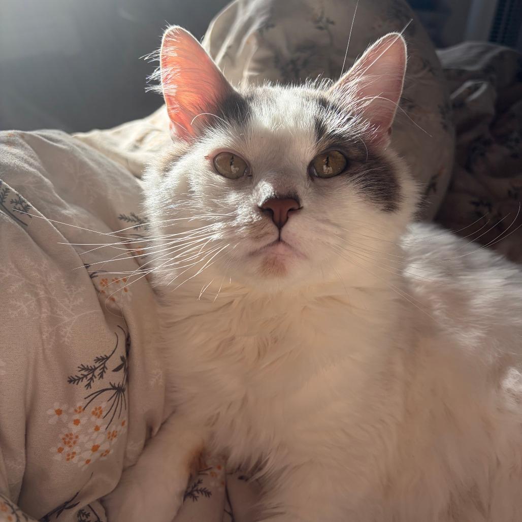 Jack Frost-In Foster