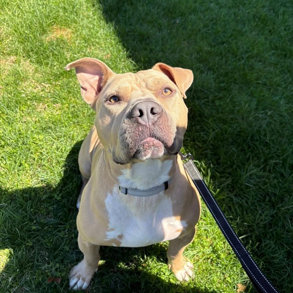 Dozer
