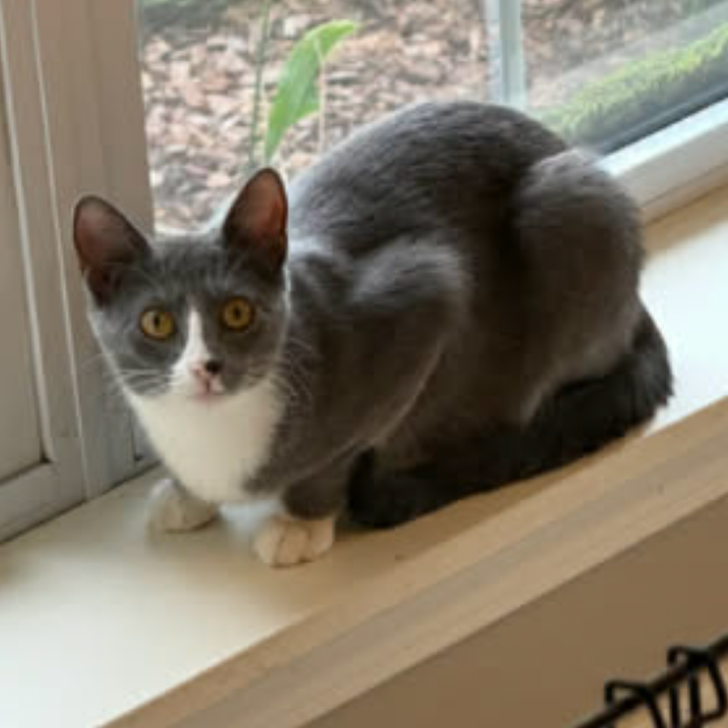 Tabitha