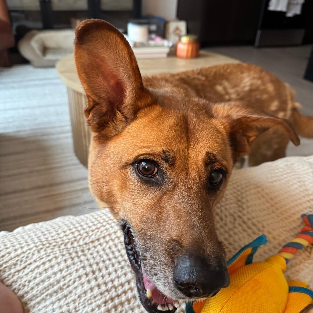 Nala