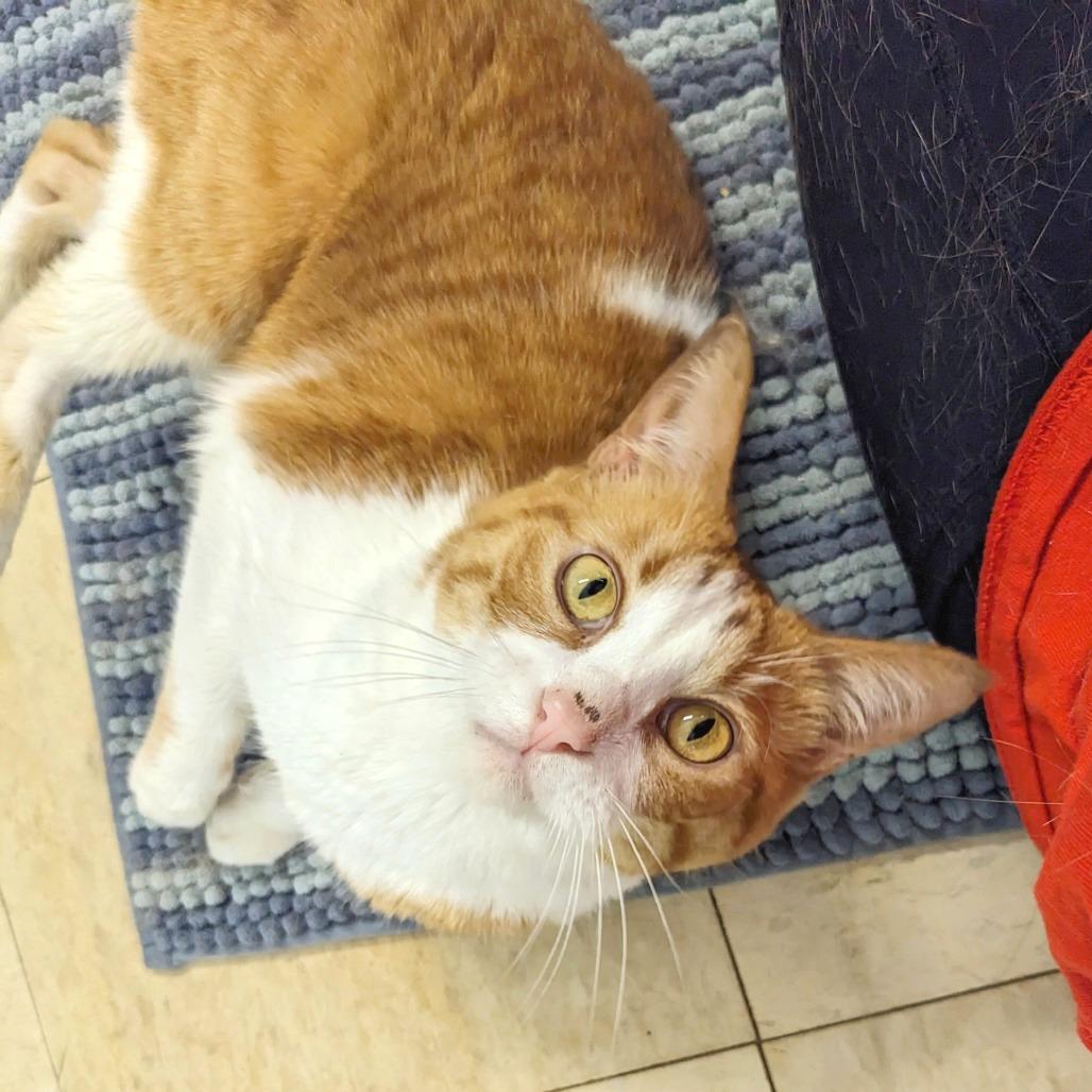 Josie -Eureka Petsense 