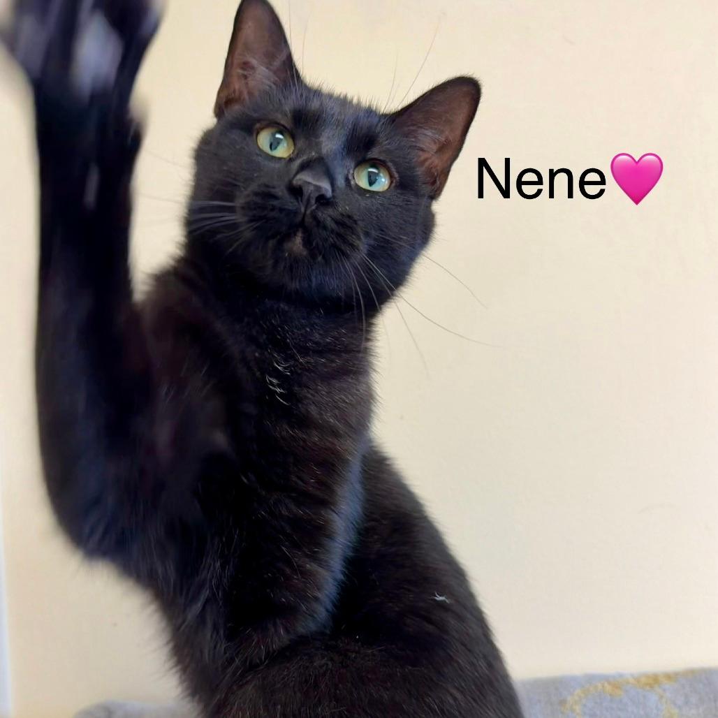 Nene