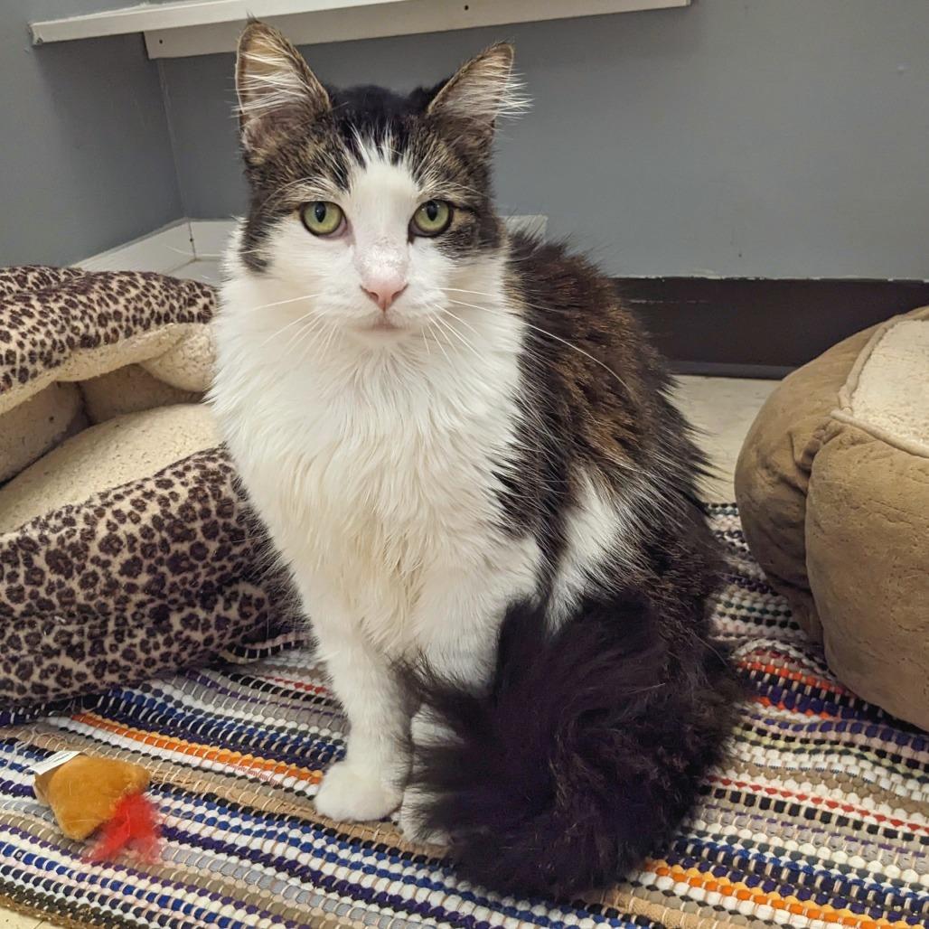 Cavalier -Eureka Petsense (Adopted) 