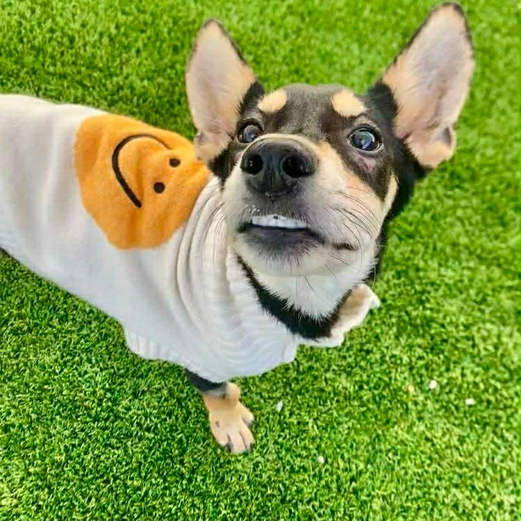 Princess *Special Care* $300