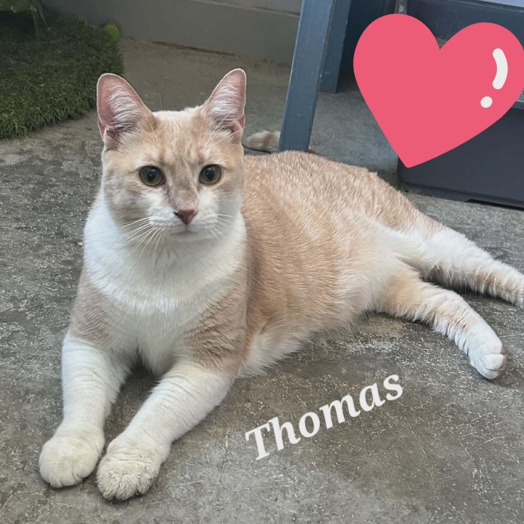 Thomas
