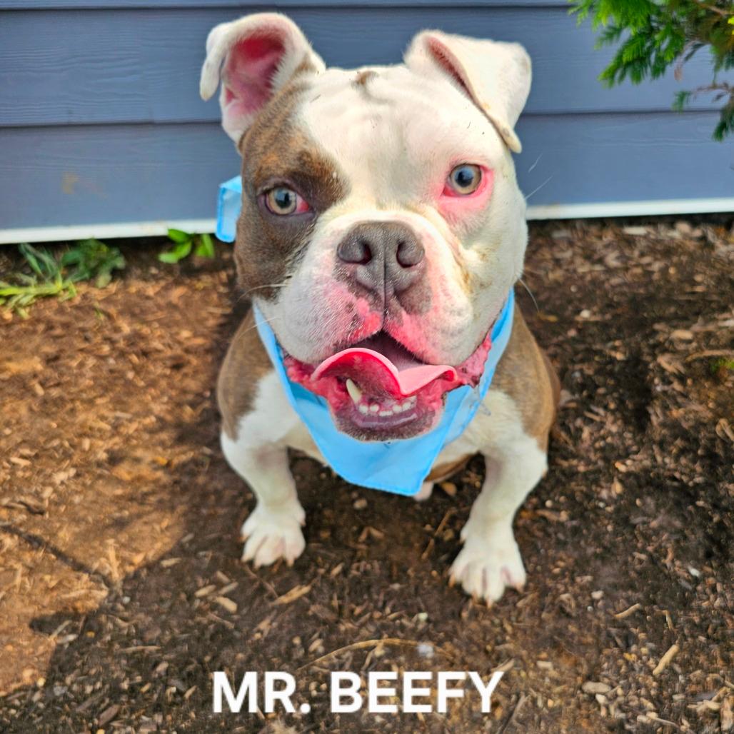 Mr. Beefy