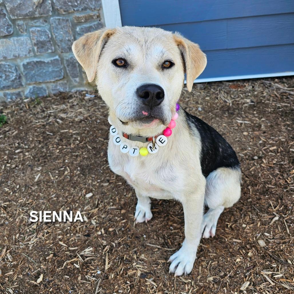 Sienna