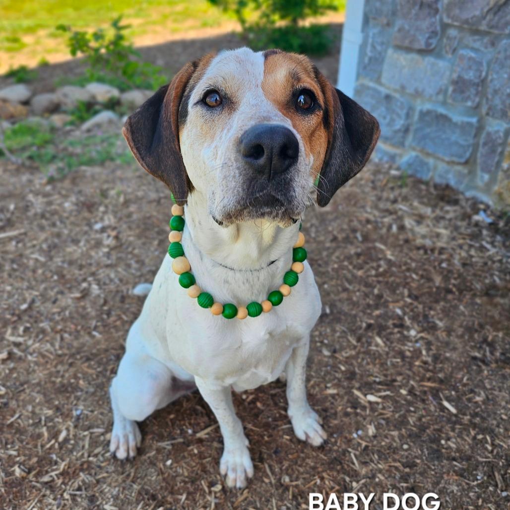 Baby Dog