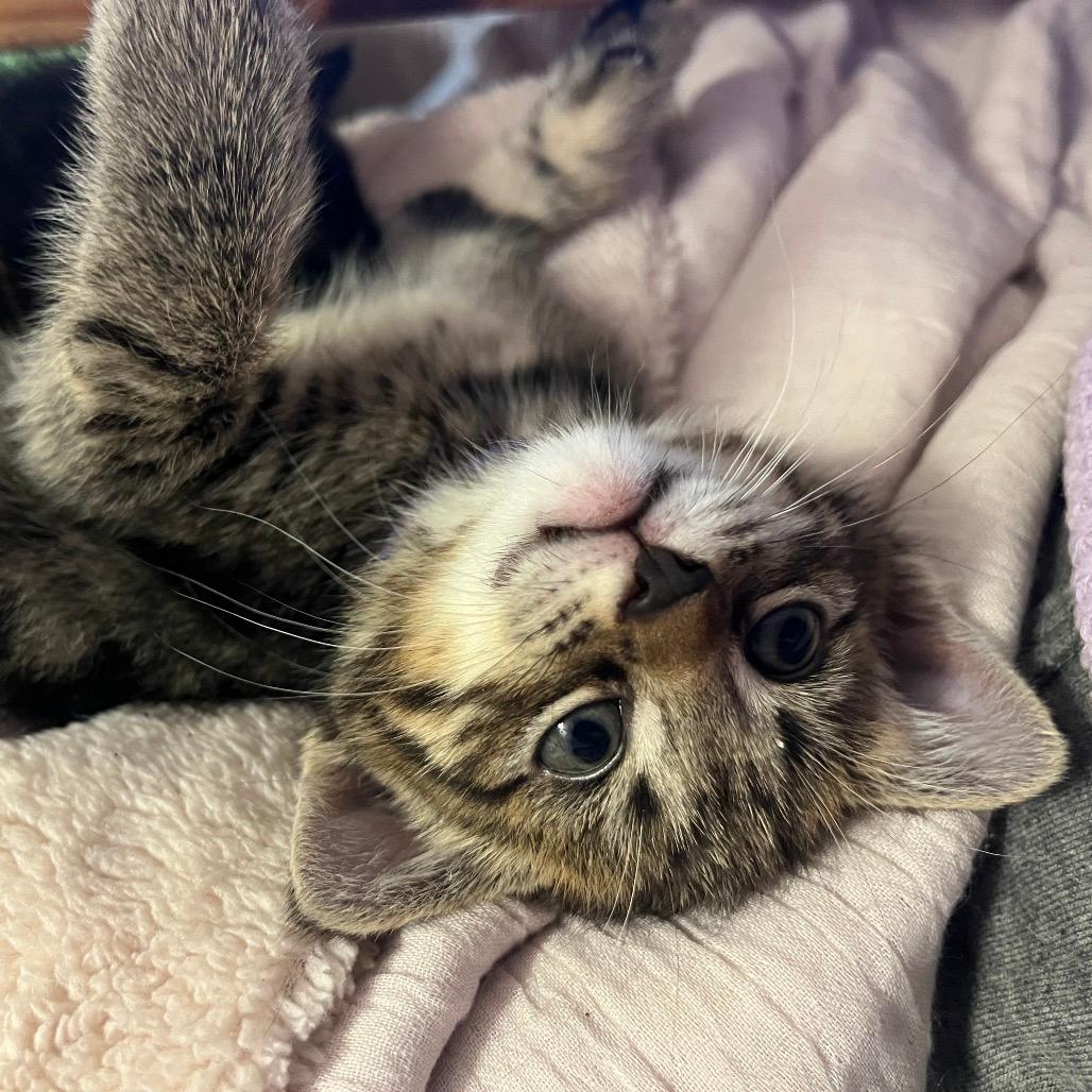 Fabuloso (Spring Clean)