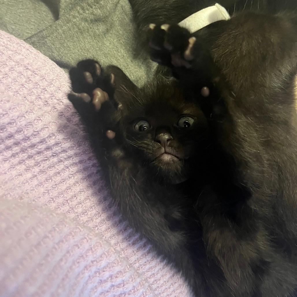 Windex (Spring Clean)